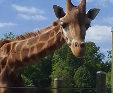 Rodzinna wycieczka do ZOO w Opolu